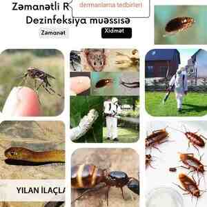 Dezinfeksiya xidməti — Bakı