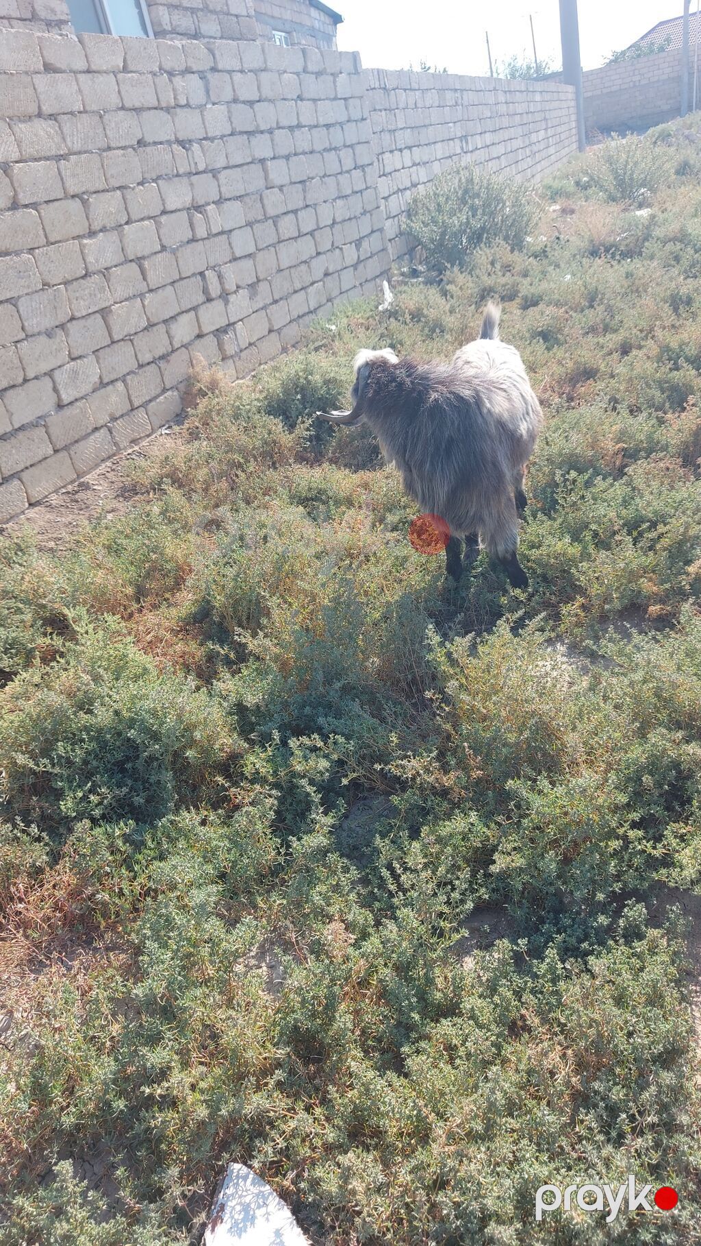 Salam Hələb keçisi satlır Erkəy keçidi həm damazlığa həmdə kəsgiyə — Kənd təsərrüfatı heyvanları, Pirəkəşkül (3)