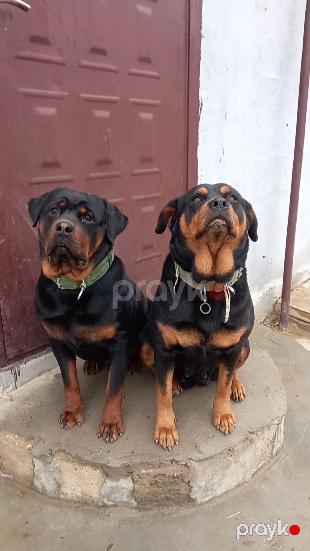 Rotveyler, 2 ay, Peyvəndli, Ünvandan götürmə — Köpəklər, Digah (7)