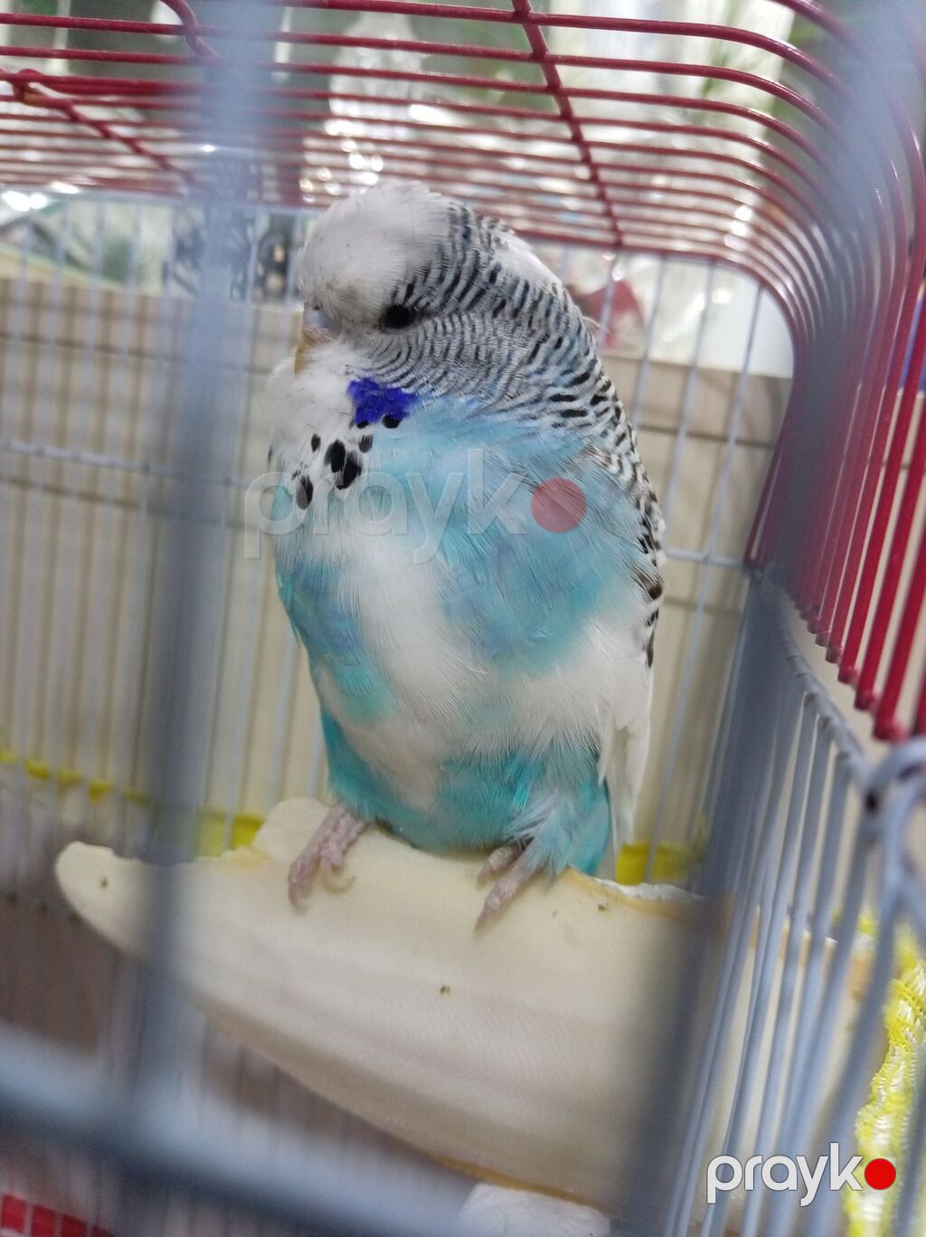 Məhsul: Dalmatin naxışlı, mavi-ağ rəngli dalğalı tutuquşu (budgerigar) — Tutyun papağayı, Bakı (6)