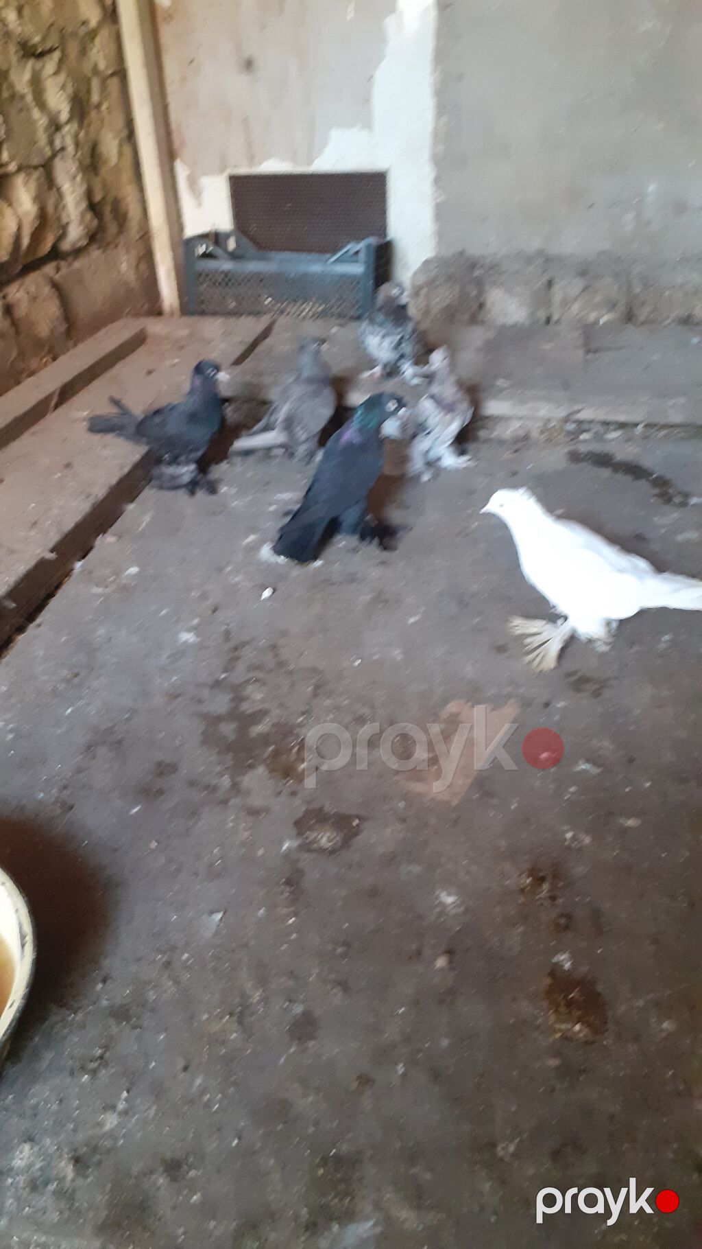 6 eded iri lelekli kekilli quslar satilir hamisi bir nesildi — Göyərçin, Digah (2)