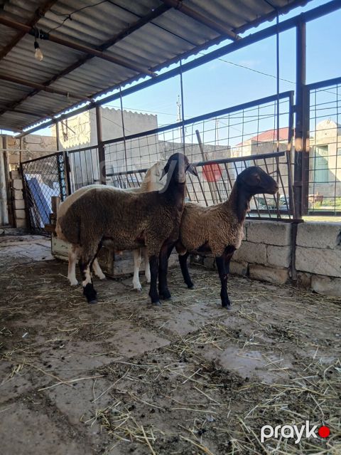 Qoyunlar – 3 baş - Cins: ehtimalən yerli qaragül/qarabaş tipli — Qobu