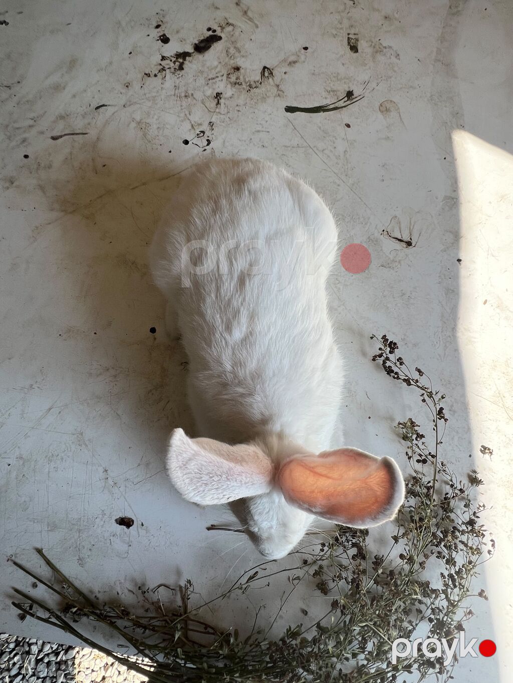 Ağ albinos dovşan - Rəng: tam ağ, çəhrayı (albin) gözlər - Qulaqlar — Dovşanlar, Sumqayıt (10)