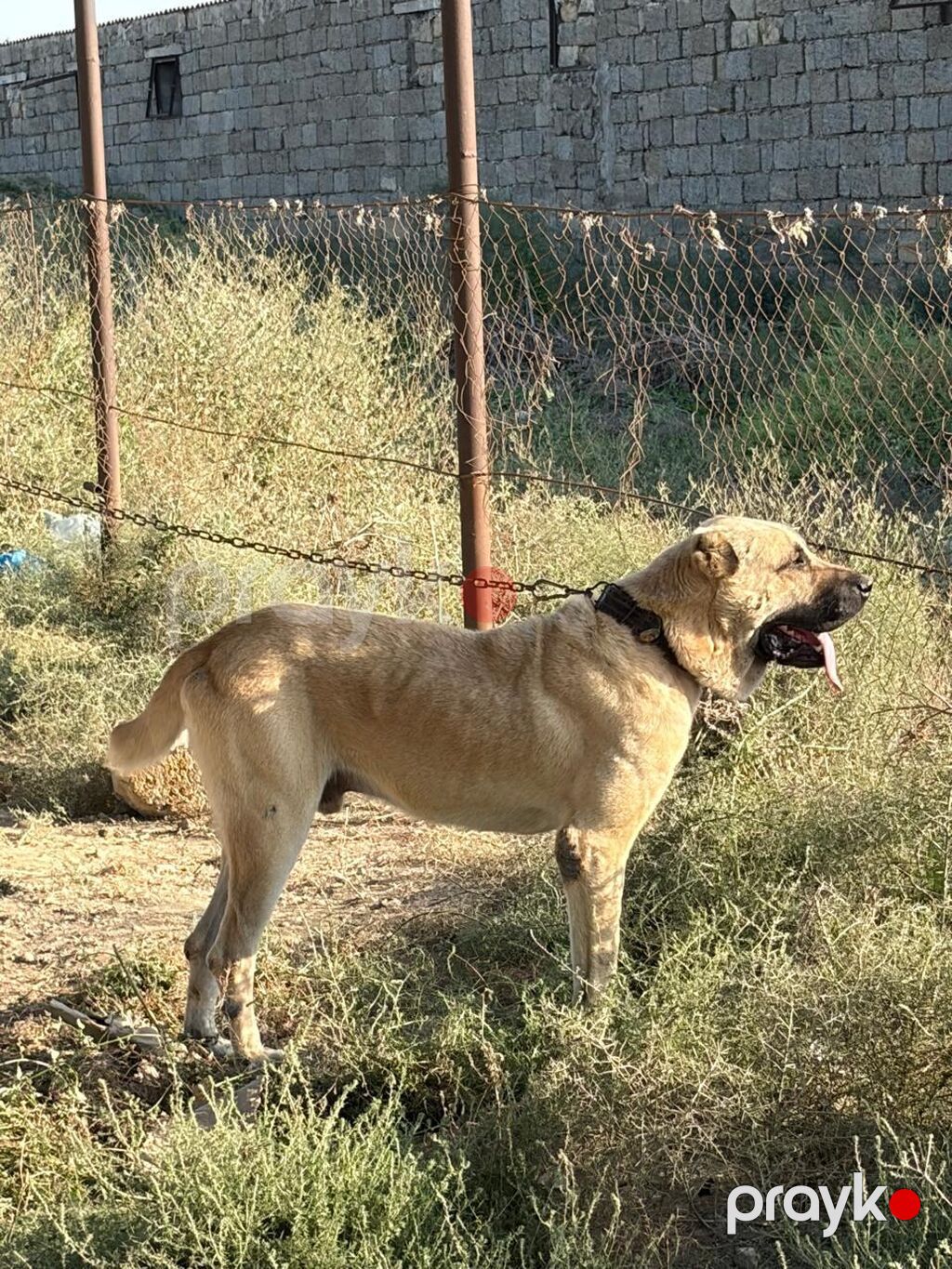 Kanqal, 3 il, Erkək, Peyvəndli, Rayonlara çatdırılma — Köpəklər, Mehdiabad (2)