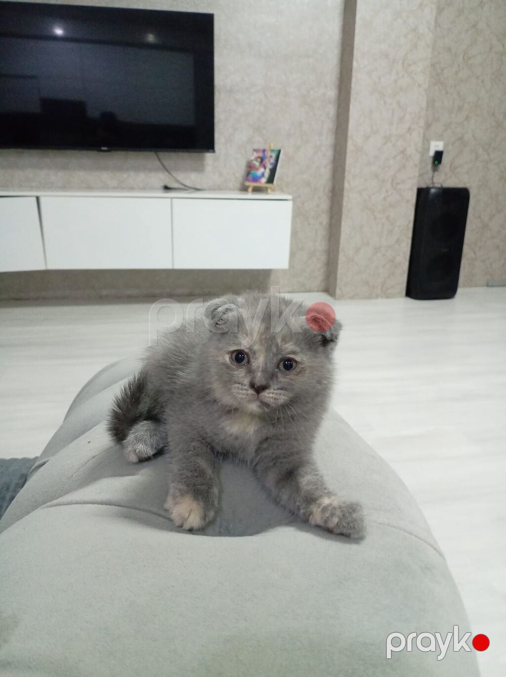 Şotland — Pişiklər, Bakı (6)