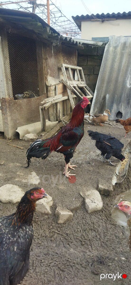 Heyratı beçəsi — Quşlar, Quba (2)
