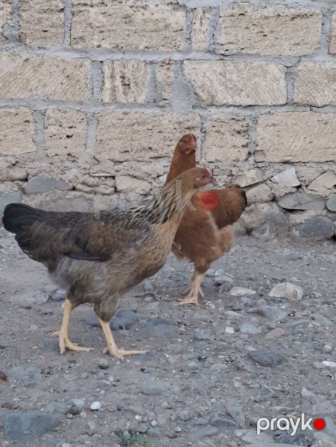 Toyuq, Yumurtalıq — Gəncə
