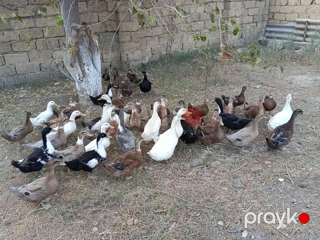 Ördəkler 4-5ayindi.Pekin,Xarkov, Qışqıran,qarsiq.qiymet 13m Papaqli — Digərləri, Mehdiabad (3)