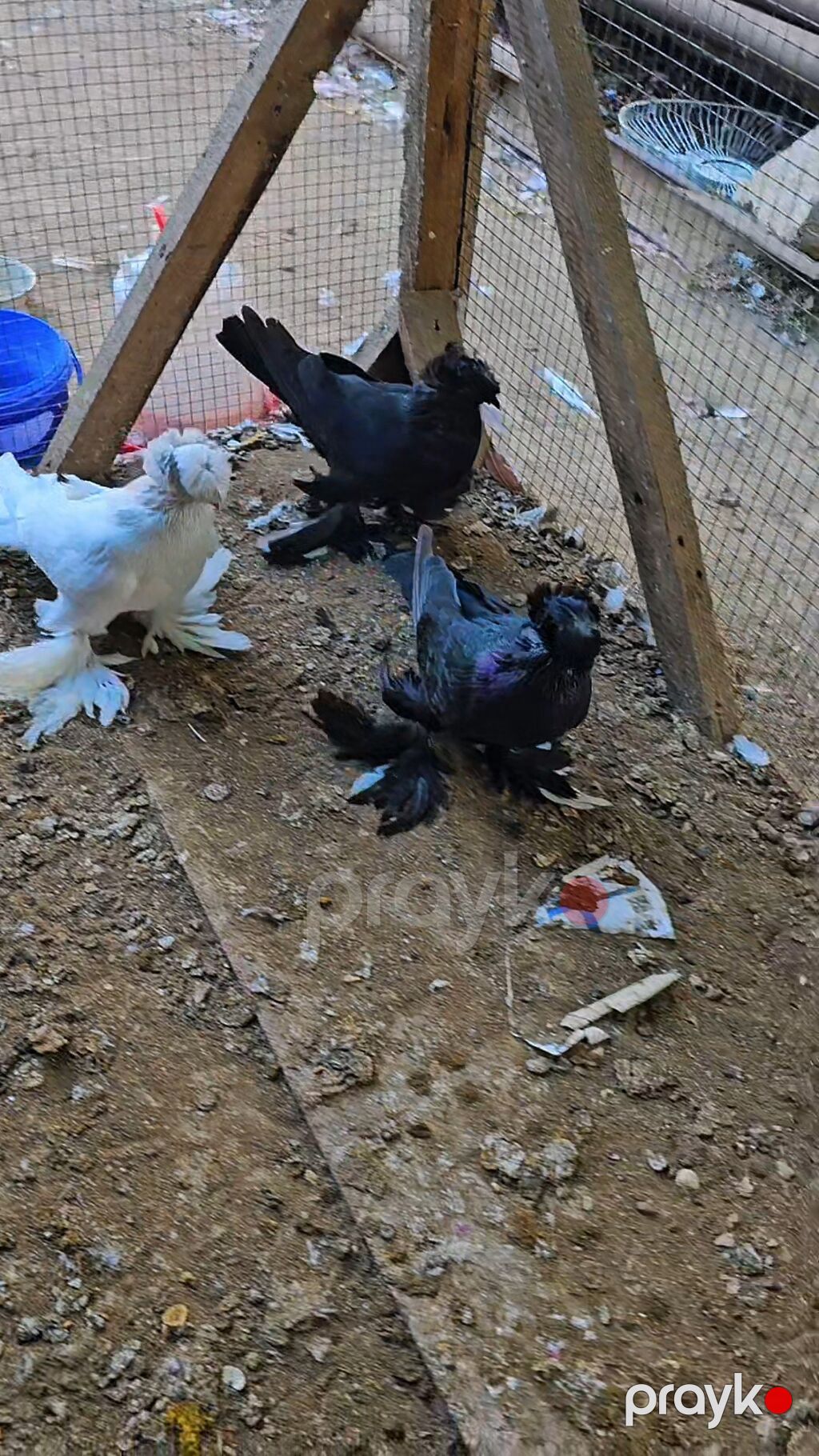 Cins göyərçinlər – 3 ədəd - Növ: bəzək/şou tipli ayaqları tüklü — Göyərçin, Cəlilabad (3)