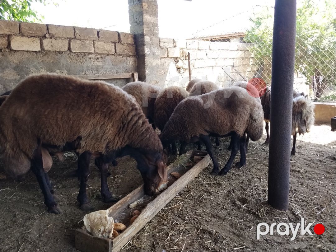 Göyərçin və qoyun peyini — Dacha və bağ, Bakı (7)