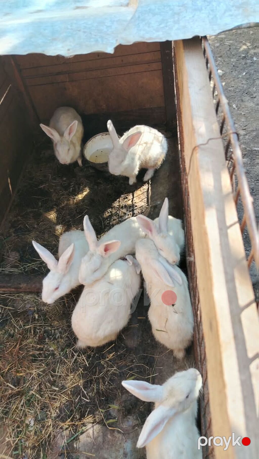 14 dənə dovşan satılır Ağ rəngli ev dovşanları – bir qrup — Dovşanlar, Quba (4)