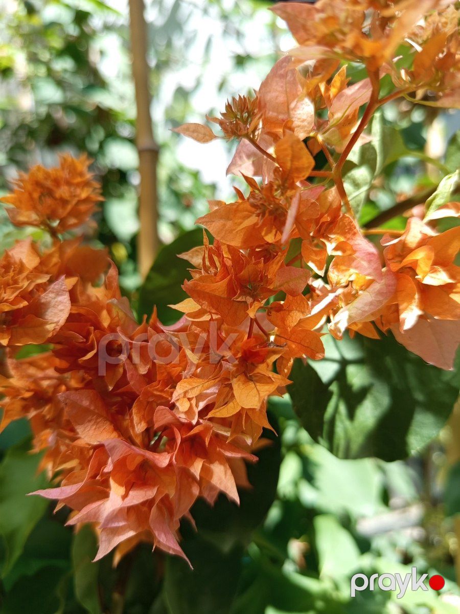 Бугенвиллия Double Orange — Bitkilər, Bakı (2)