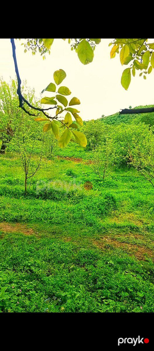 Həyət evi, İsmayıllı r — Ev, villa, İsmayıllı (6)