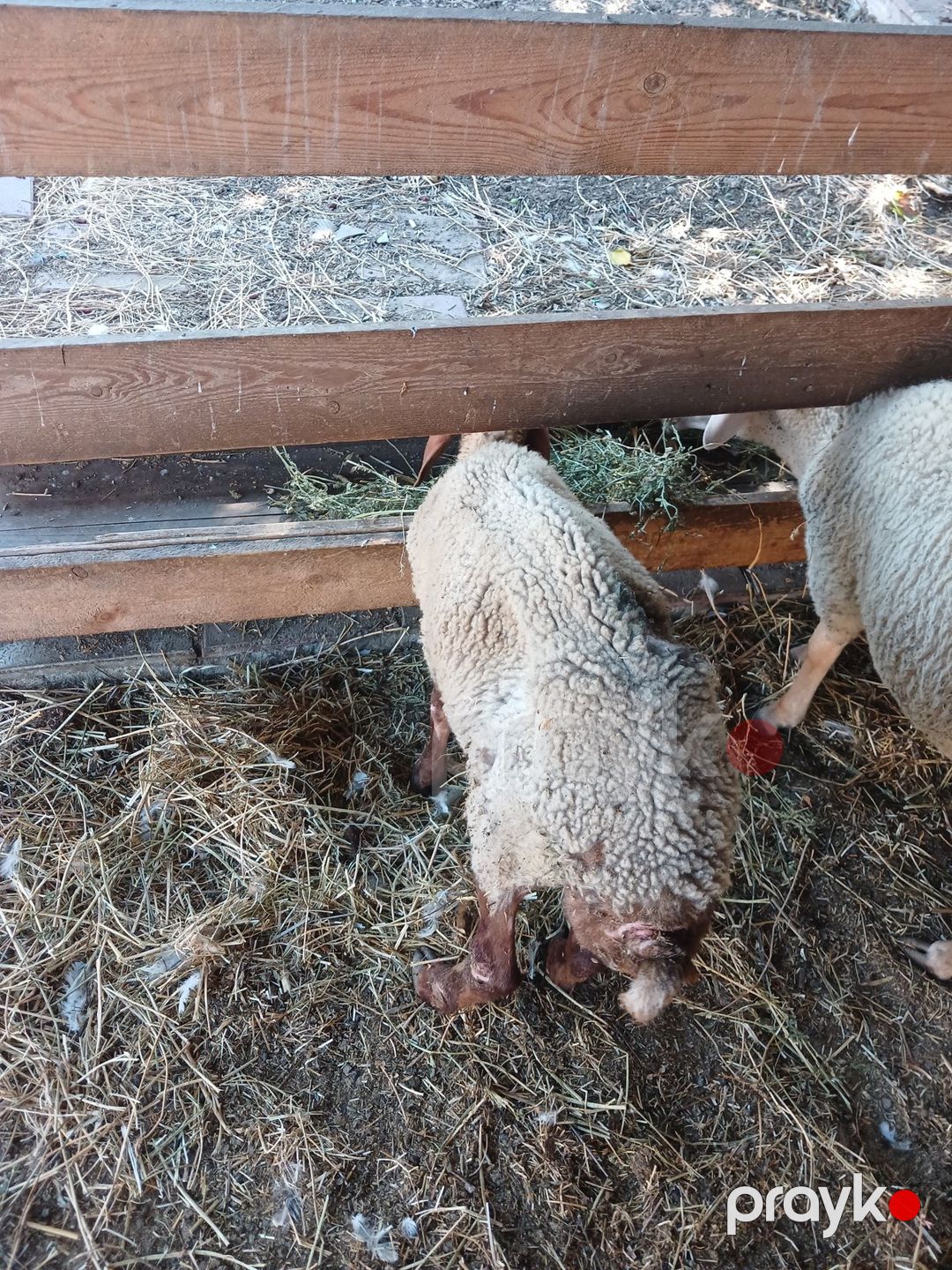 Quzu — Kənd təsərrüfatı heyvanları, Bakı (3)