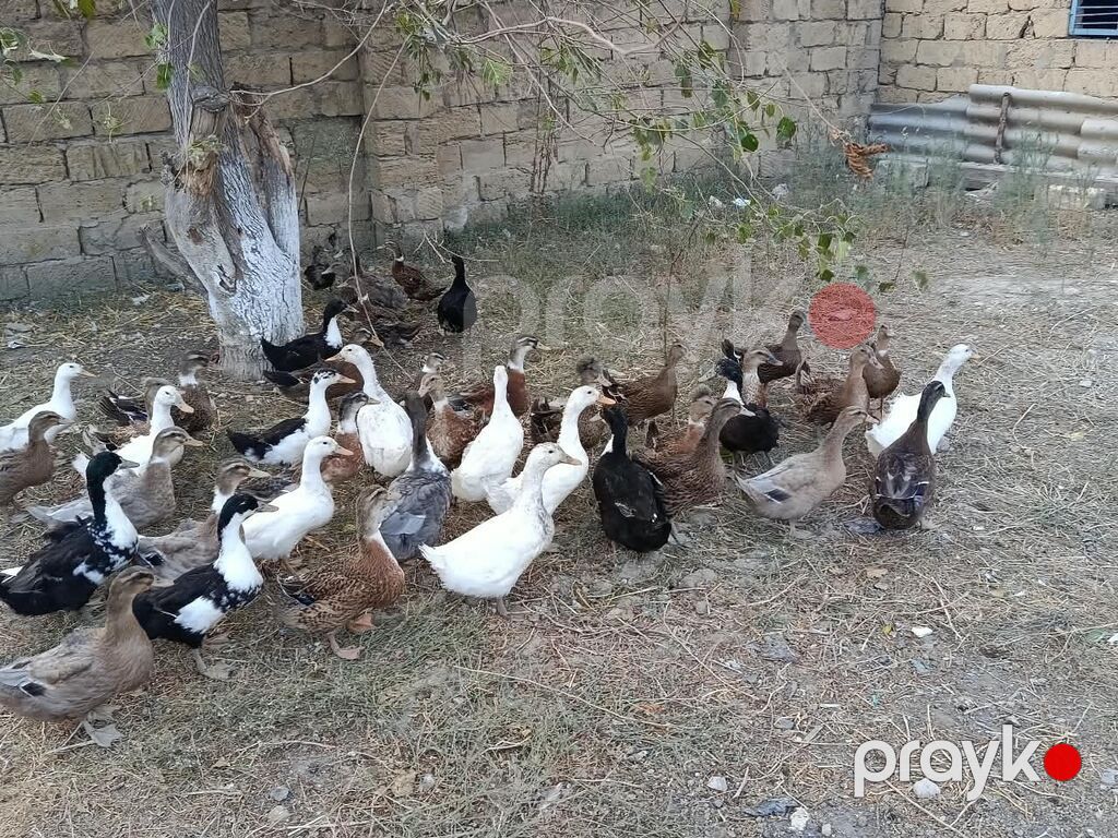 Ördəkler 4-5ayindi.Pekin,Xarkov, Qışqıran,qarsiq.qiymet 13m Papaqli — Digərləri, Mehdiabad (2)