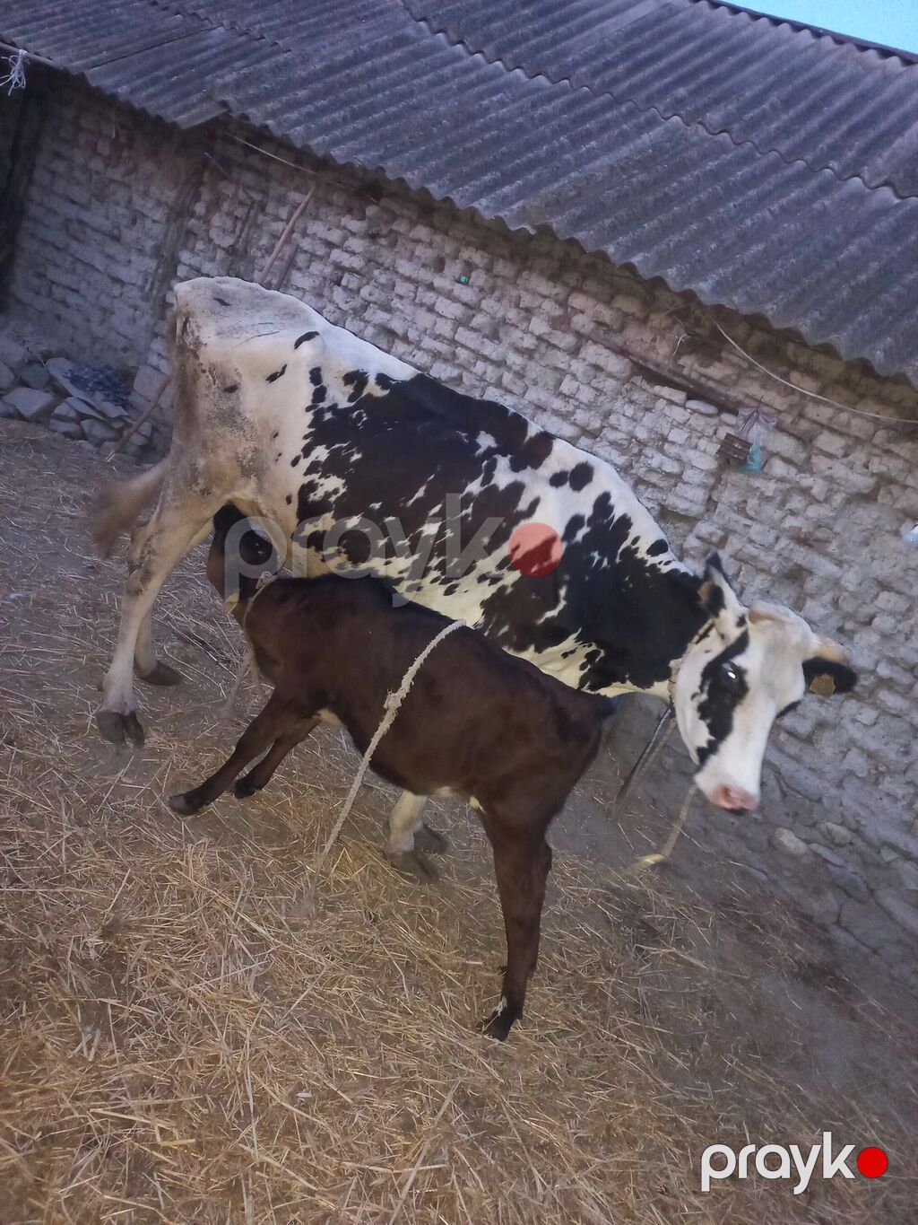 Südlük inək balası ilə birlikdə - Qara-ağ rəngli, süd verən inək və — Kənd təsərrüfatı heyvanları, Göyçay (2)