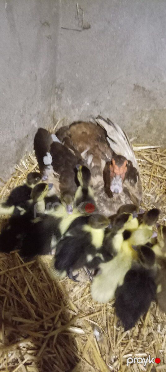 Lal ördək balaları — Quşlar, Sumqayıt (6)