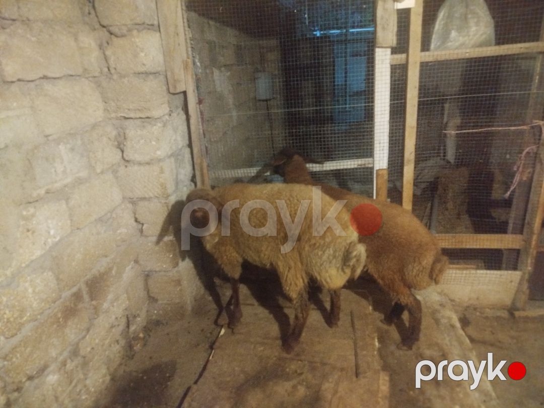 Quzular — Kənd təsərrüfatı heyvanları, Bakı (6)
