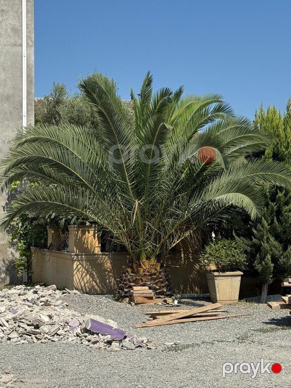 Palma ağacı — Bitkilər, Bakı (6)