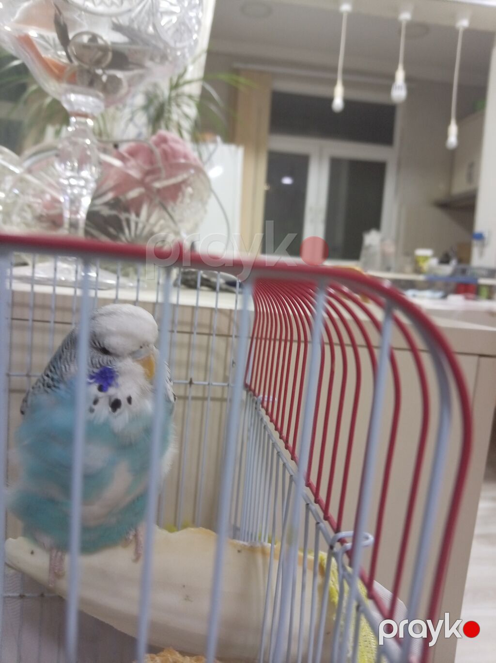 Məhsul: Dalmatin naxışlı, mavi-ağ rəngli dalğalı tutuquşu (budgerigar) — Tutyun papağayı, Bakı (3)