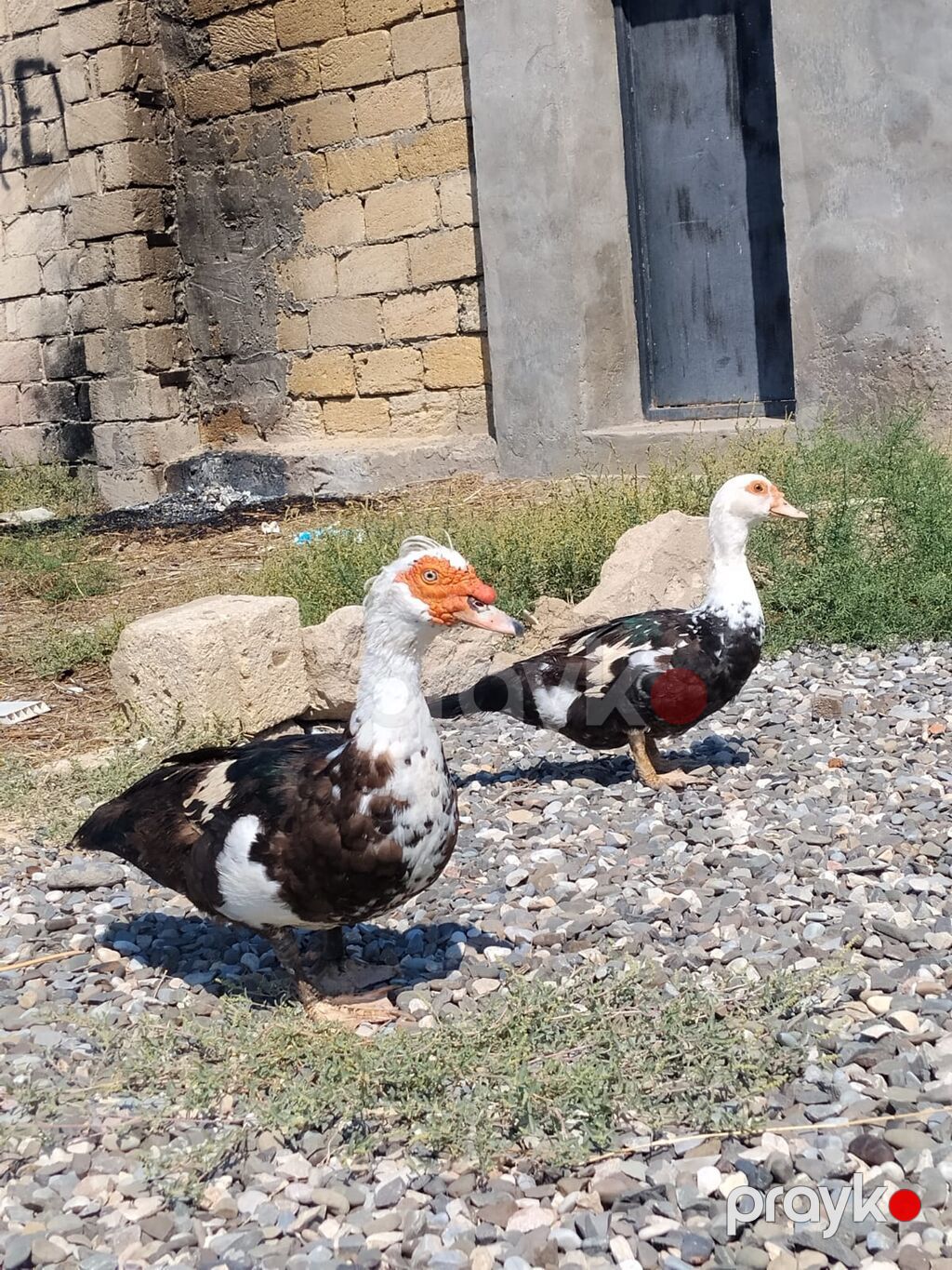 Hunduska disi lal ordeklər 1 erkey 2 disi ana — Digərləri, Sumqayıt (3)