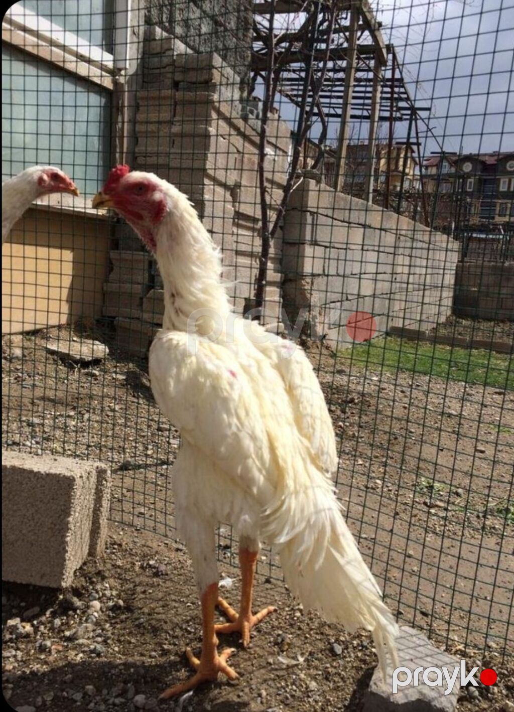 Ağ rəngli, uzunboyun, möhkəm skeletli erkək toyuq (cins: ehtimalən — Toyuq və xoruz, Gəncə (2)