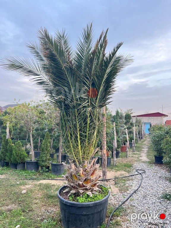 Finik palması — Bitkilər, Bakı (8)