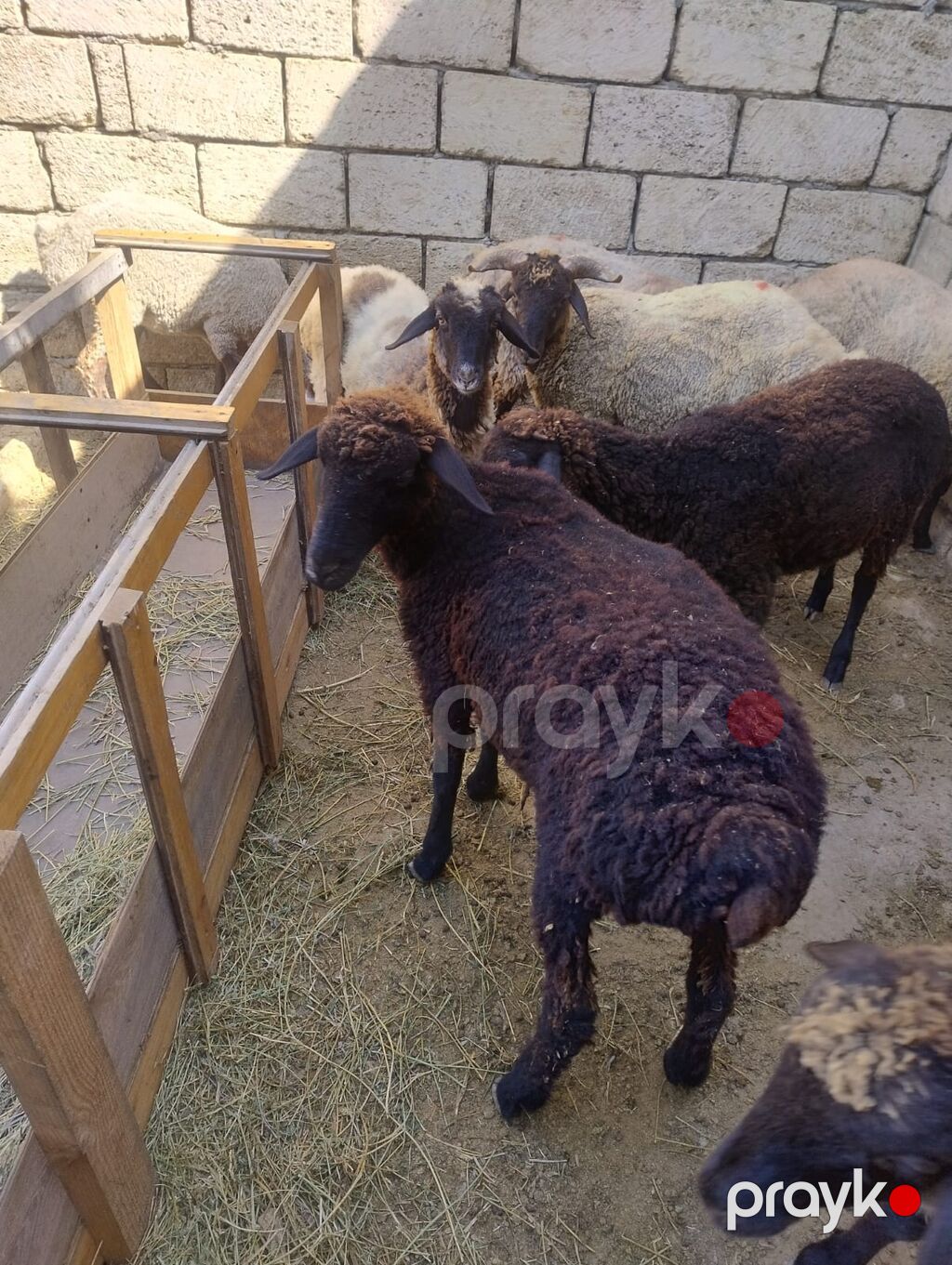 Quzu satılır 9dənədi qiymət komuna aiddir.2 erkək 7dişi. diri çəkiləri — Kənd təsərrüfatı heyvanları, Saray (2)