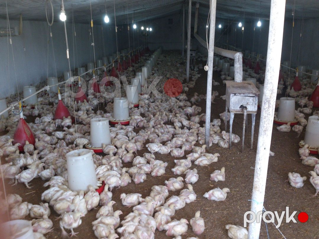 Satılır torpaq 10 sot — Torpaq, Şabran (11)