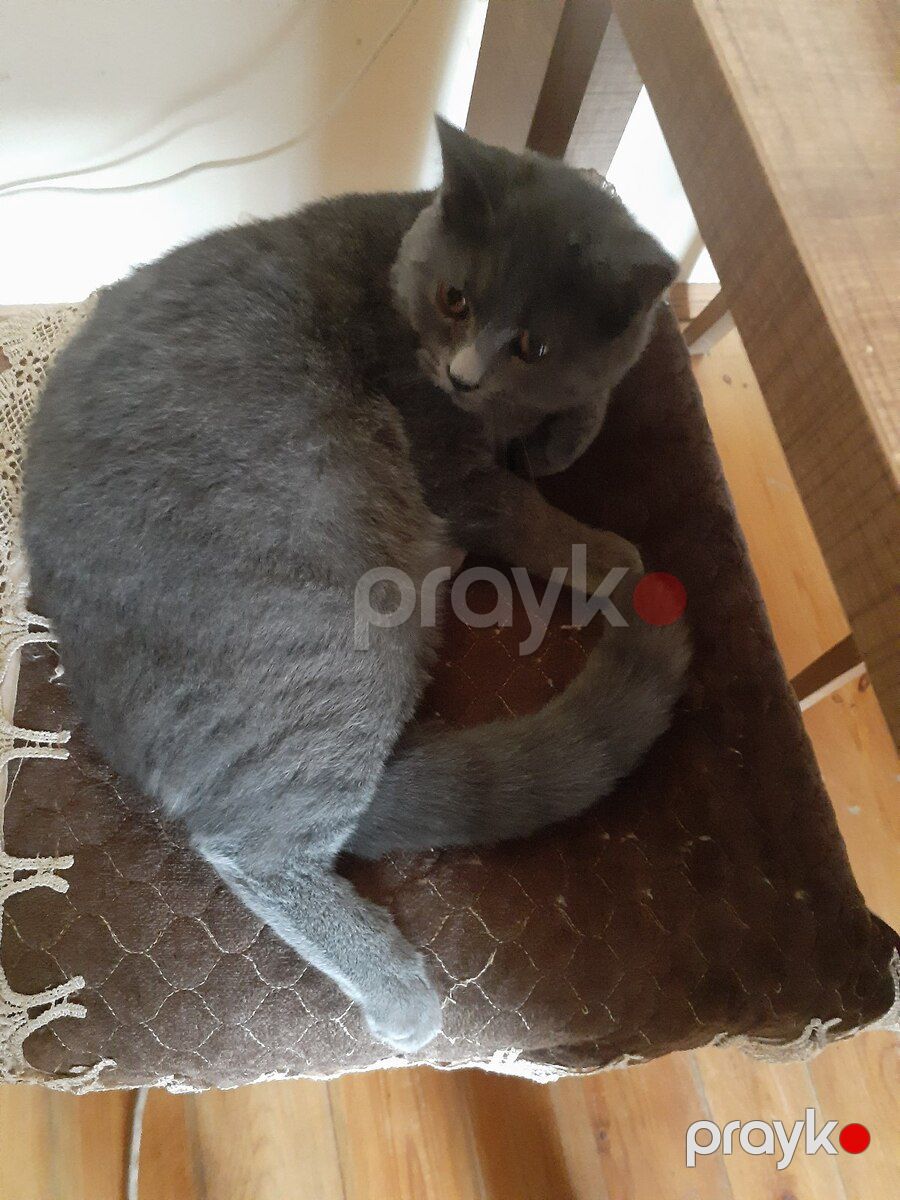 Şotland pişiyi — Pişiklər, Bakı (2)
