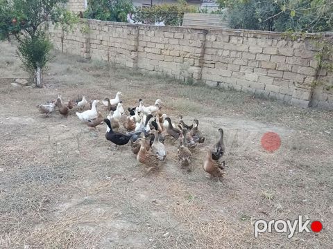 Ördəkler 4-5ayindi.Pekin,Xarkov, Qışqıran,qarsiq.qiymet 13m Papaqli — Mehdiabad