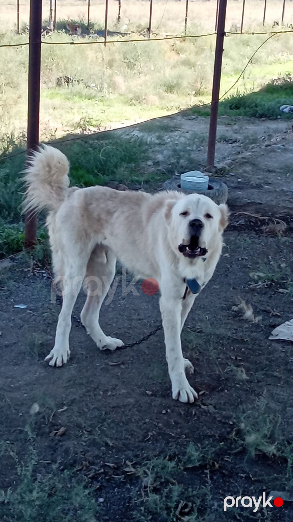 Alabay, 2 il, Erkək, Peyvəndli — Köpəklər, Mehdiabad (5)