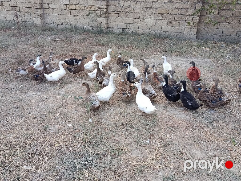 Ördəkler 4-5ayindi.Pekin,Xarkov, Qışqıran,qarsiq.qiymet 13m Papaqli — Digərləri, Mehdiabad (10)