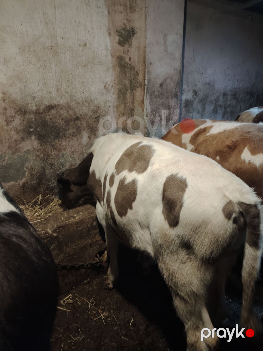 Südlük/ətlik potensialı olan cavan dana - Növ: yerli qarışıqlar — Kənd təsərrüfatı heyvanları, Digah (3)