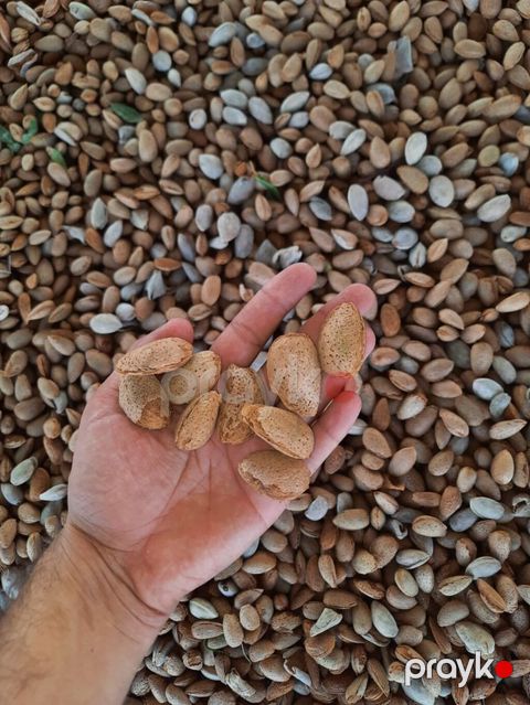 Məhsul: qabıqlı badam (təbii qabığında) Təsvir: - Təbii qabığında — Gəncə