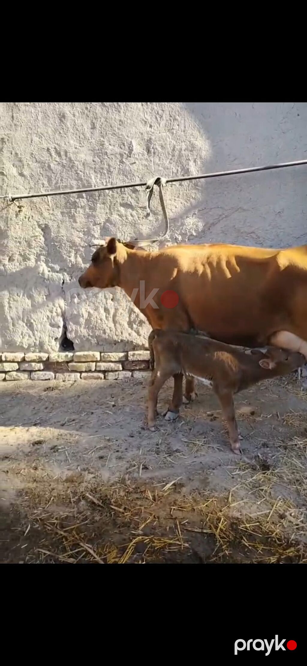 Südlük inək – buzovla birlikdə - Qəhvəyi rəngli, sağım üçün əlverişli — Kənd təsərrüfatı heyvanları, İsmayıllı (8)