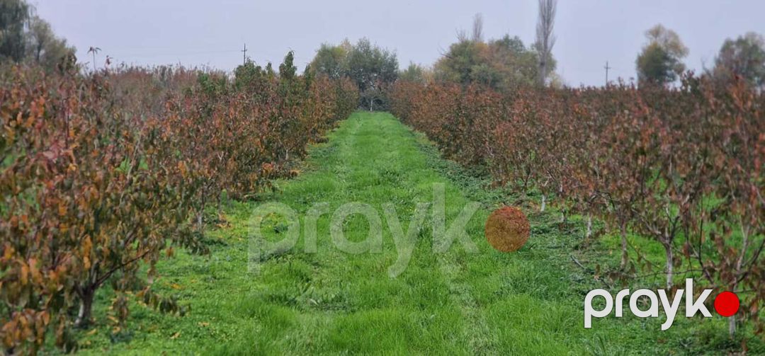 Satılır torpaq 1100 sot — Torpaq, Xaçmaz (8)