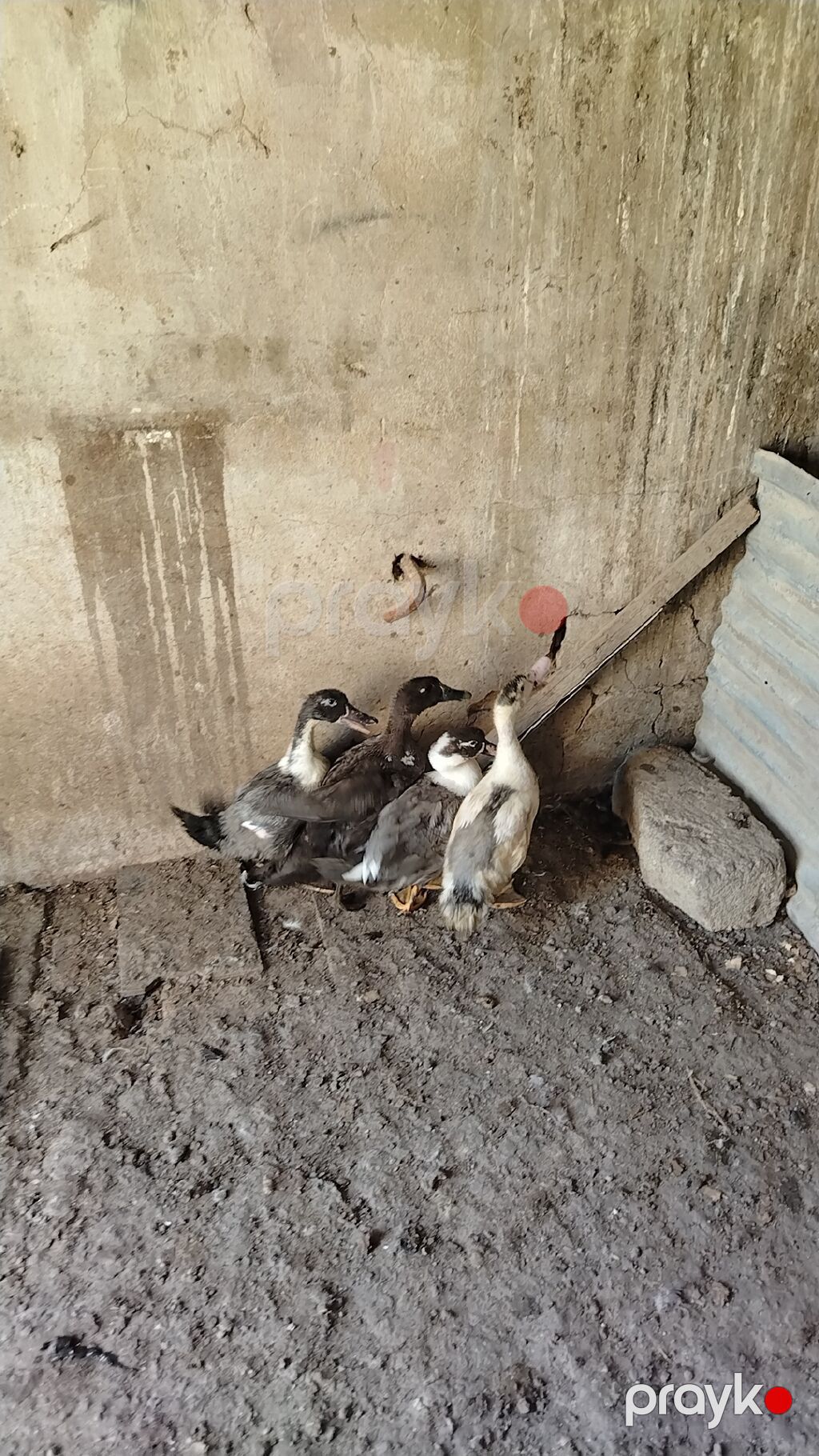 Muscovy ördək balaları (indooutka) – bir qrup cavan ördək. - Rənglər — Digərləri, Saray (3)