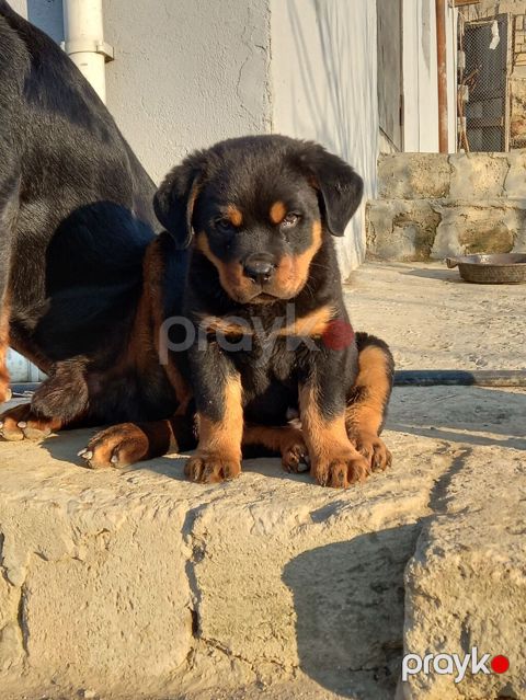 Rotveyler, 2 ay, Peyvəndli, Ünvandan götürmə — Digah