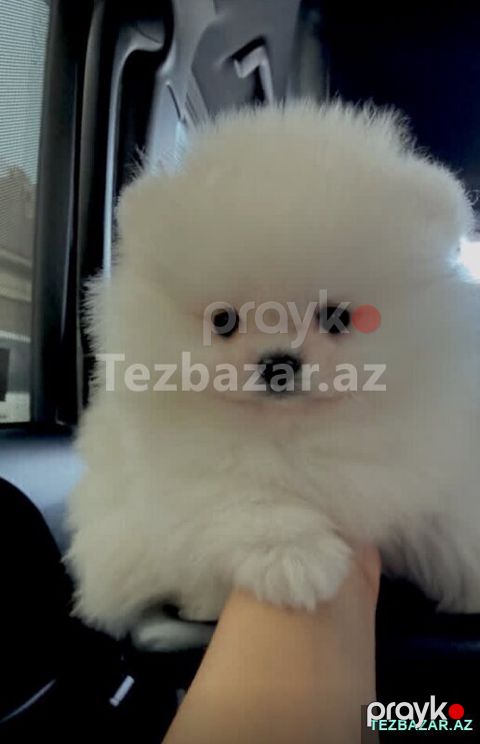 Pomerian Spitz mini — Bakı
