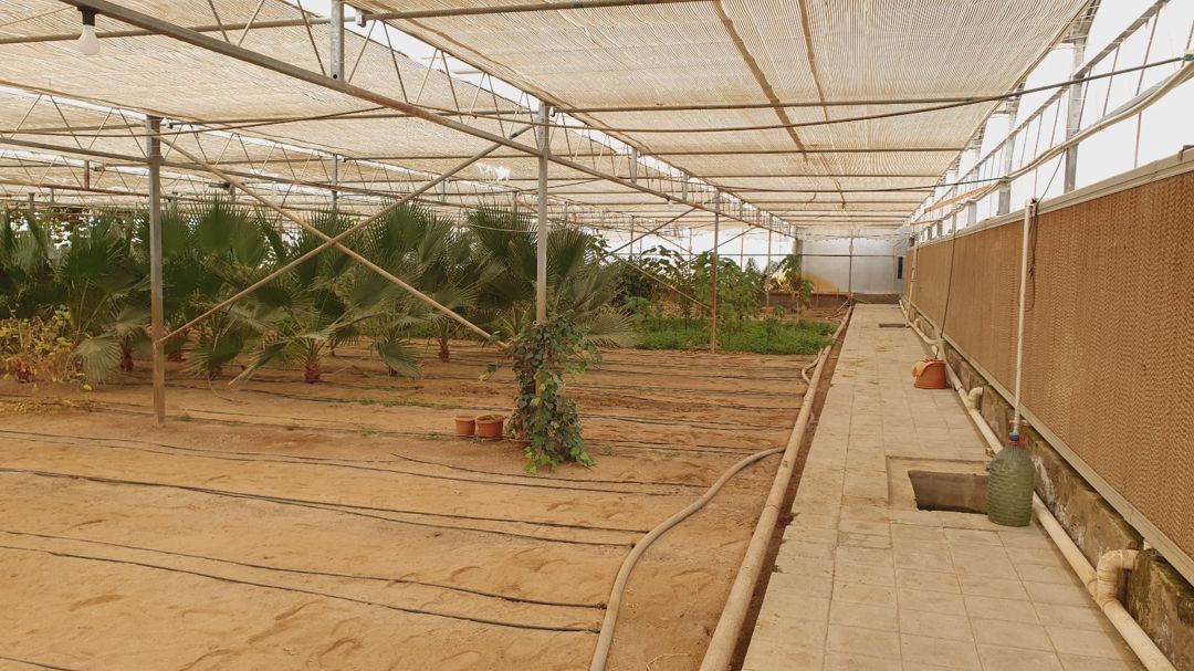 Vaşinqton palma ağacı — Bitkilər, Bakı (5)