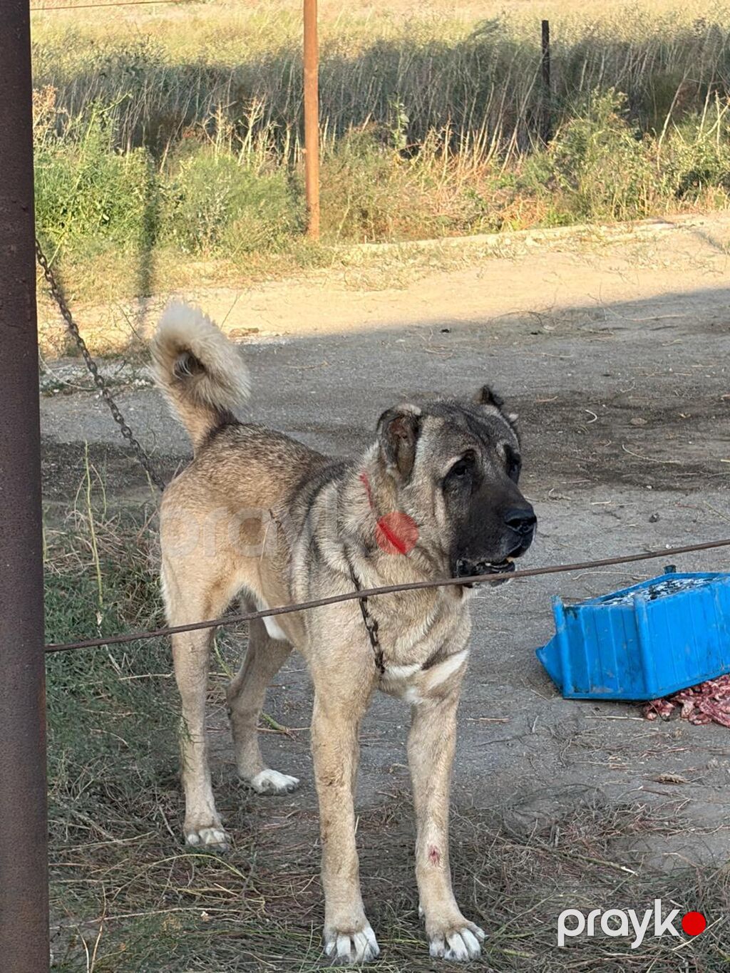 Kanqal, 2 il, Erkək, Peyvəndli, Rayonlara çatdırılma — Köpəklər, Mehdiabad (5)