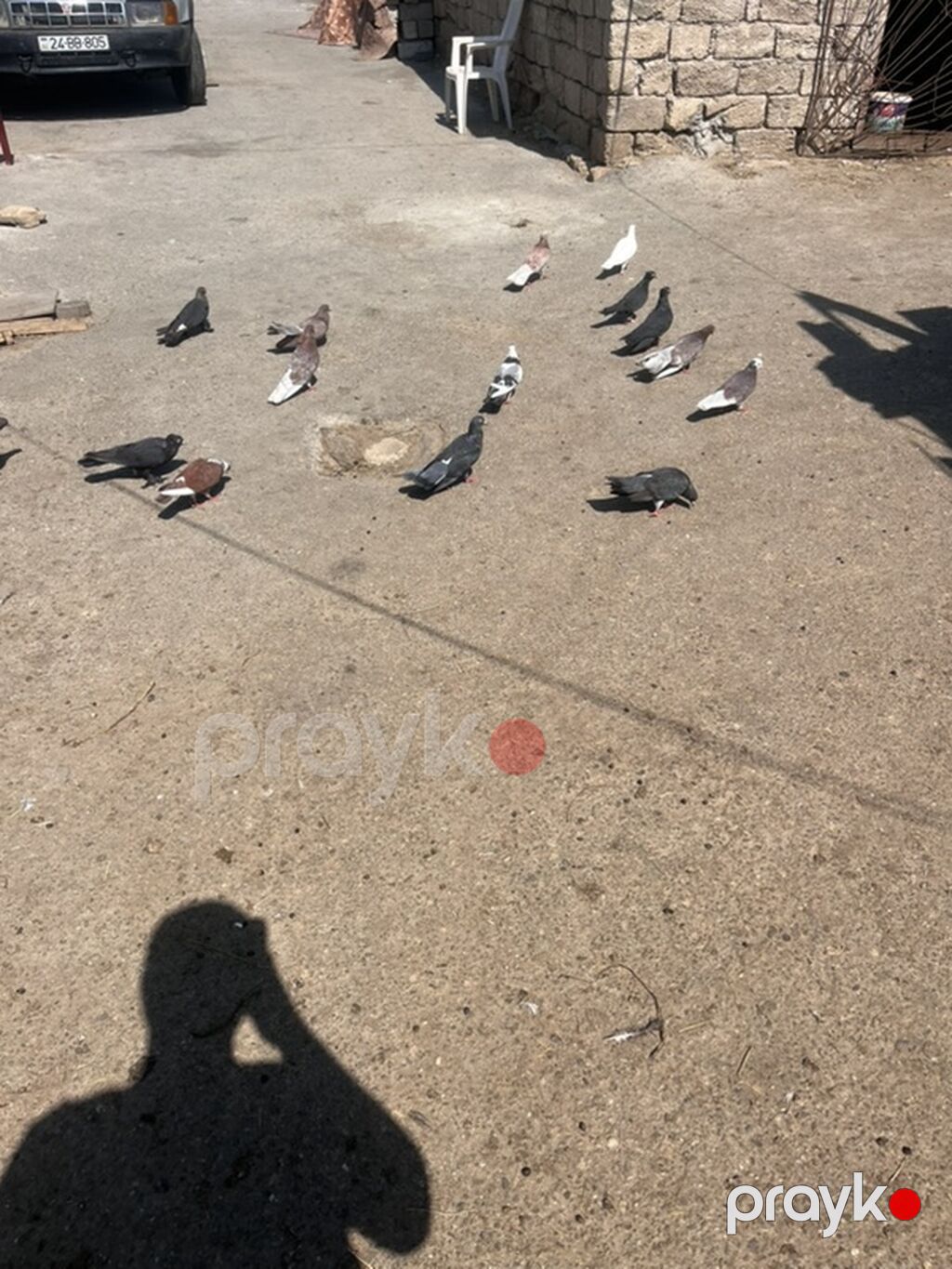 Məqsədli uçuş və baxım üçün müxtəlif rəng və naxışlarda ev — Göyərçin, Digah (2)