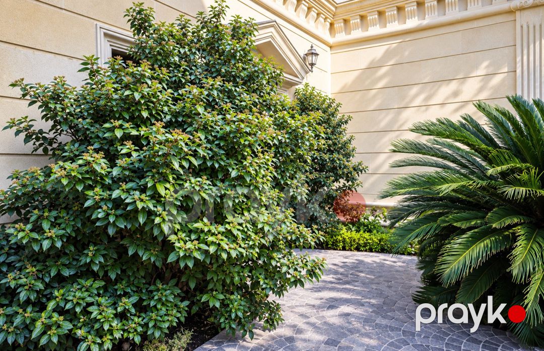 Satılır 7 otaqlı həyət evi/bağ evi 850 m² — Ev, villa, Bakı (11)