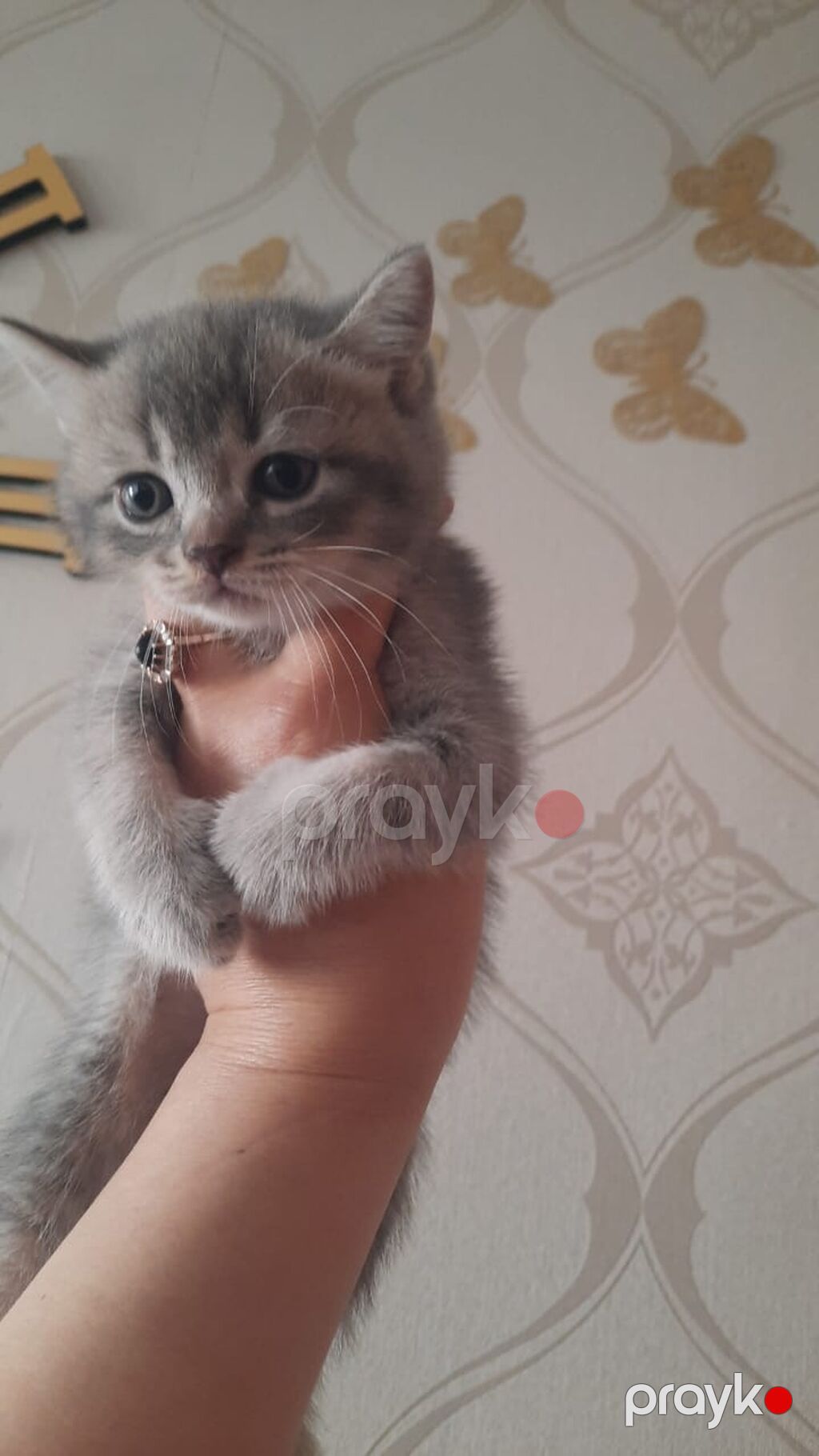 Iki ayliq balalar. wekilleri cevirib baxin her biri 50 azn. wp yazin — Digər heyvanlar, Bakı (3)