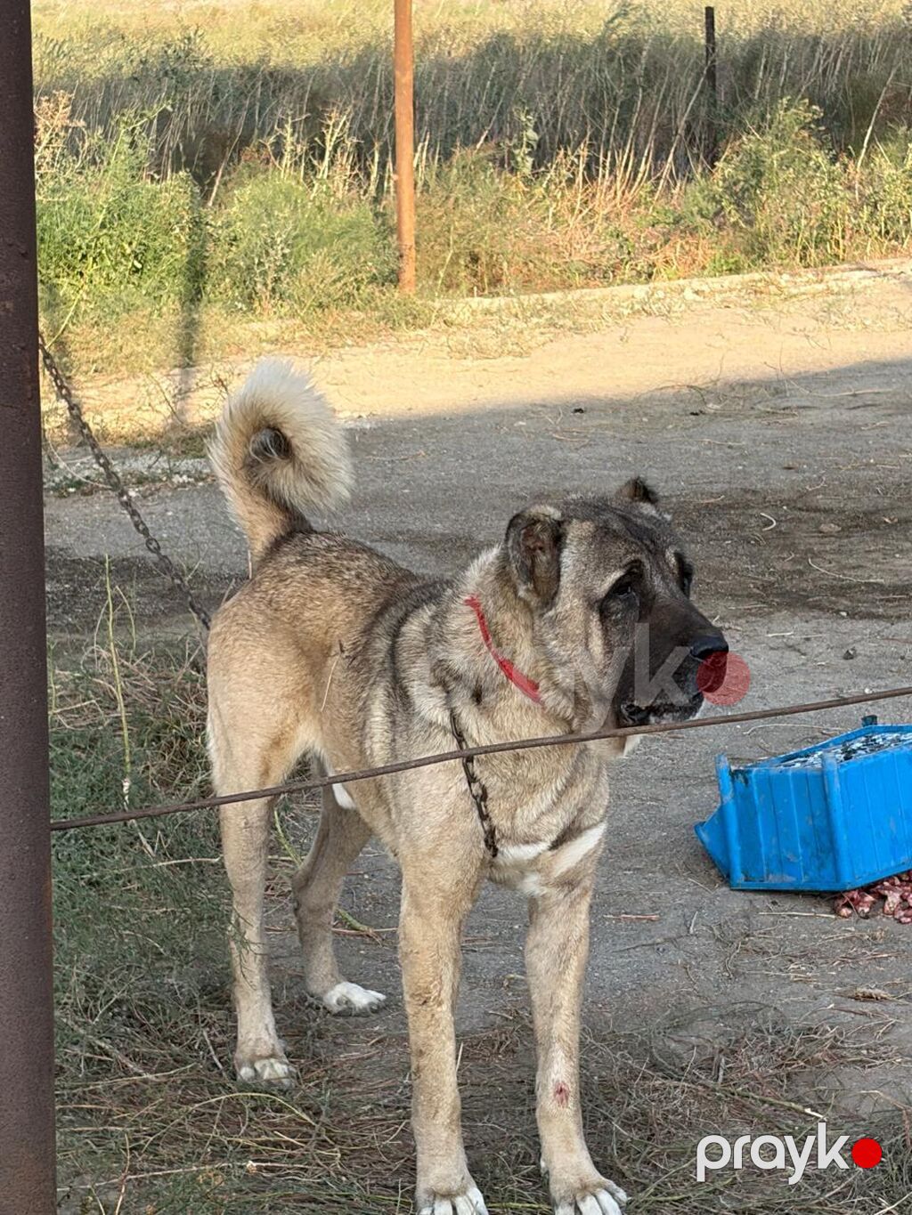 Kanqal, 2 il, Erkək, Peyvəndli, Rayonlara çatdırılma — Köpəklər, Mehdiabad (2)