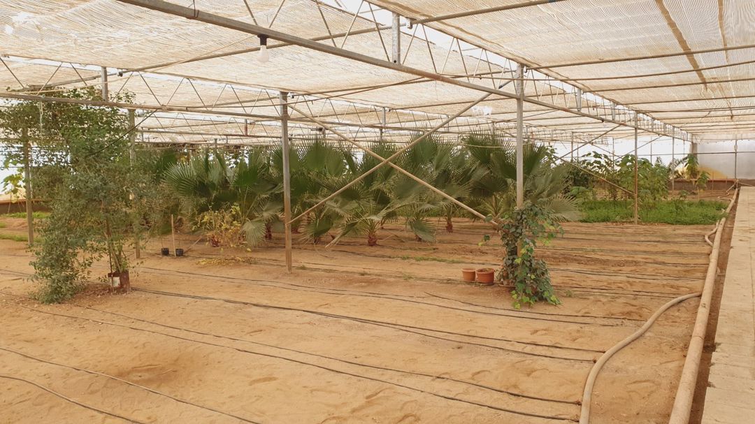 Vaşinqton palma ağacı — Bitkilər, Bakı (3)