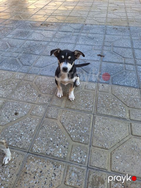 Zvonok, 3 ay, Erkək, Peyvəndli, Ödənişli çatdırılma — Digah
