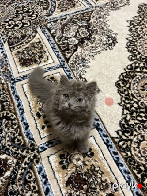 Yaxşı əllərə — Sumqayıt