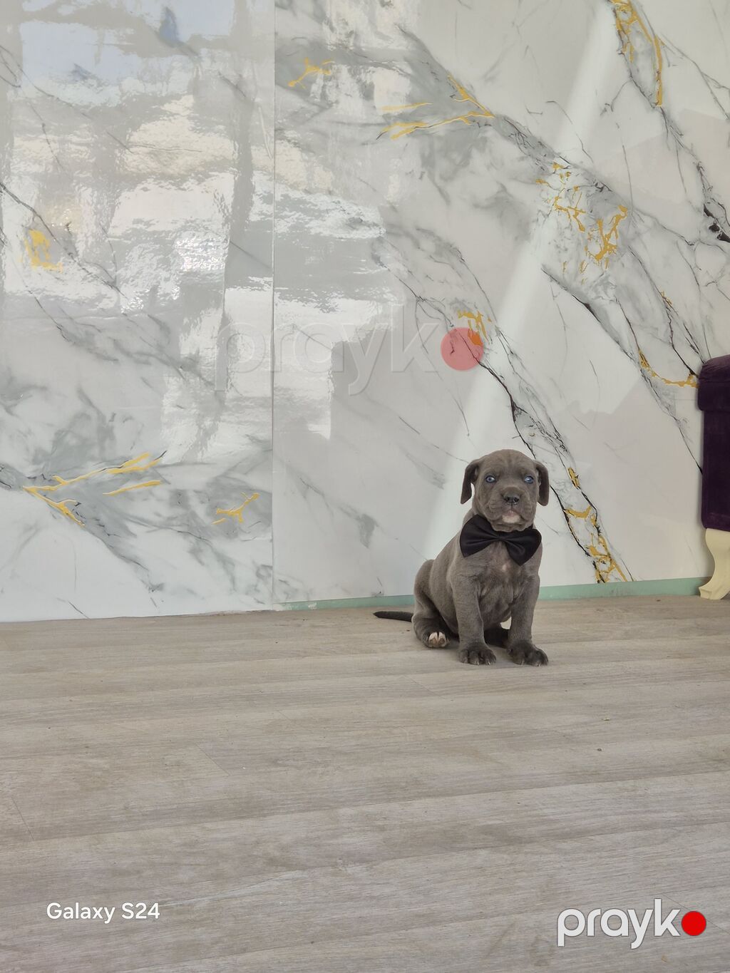 Kane-Korso, 1 ay, Erkək, Peyvəndli, Ünvandan götürmə — Köpəklər, Bakı (3)